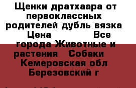 Щенки дратхаара от первоклассных  родителей(дубль вязка) › Цена ­ 22 000 - Все города Животные и растения » Собаки   . Кемеровская обл.,Березовский г.